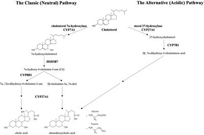 The Role of FGF19 and MALRD1 in Enterohepatic Bile Acid Signaling